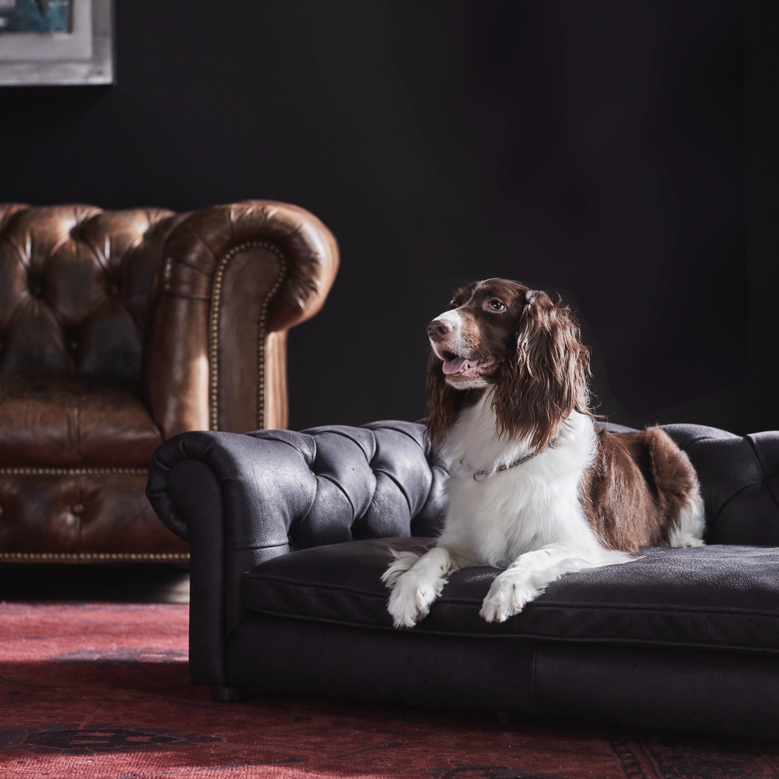 Victorian Dog Bed Safari Black - Suede