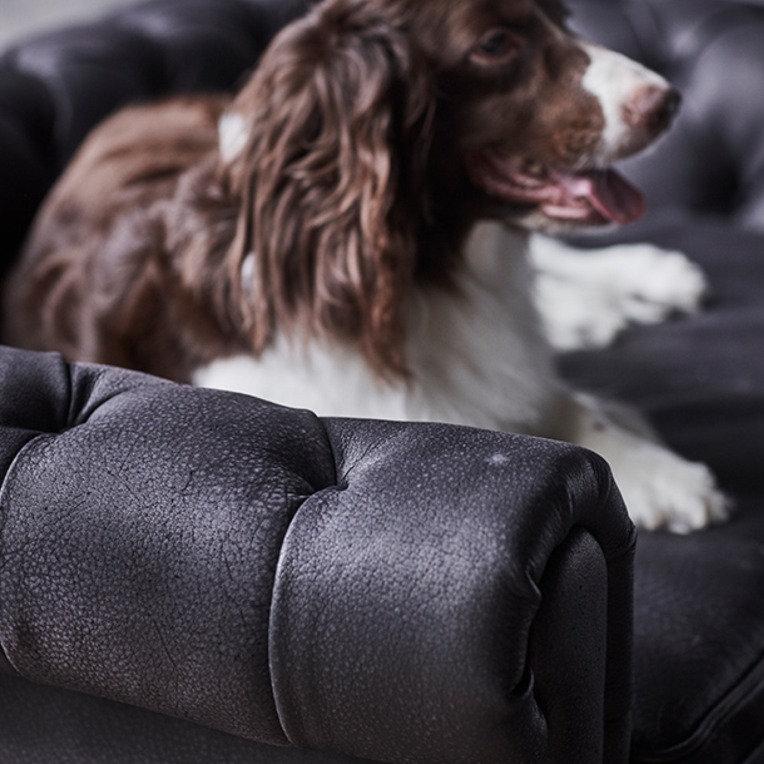 Victorian Dog Bed Safari Black - Suede